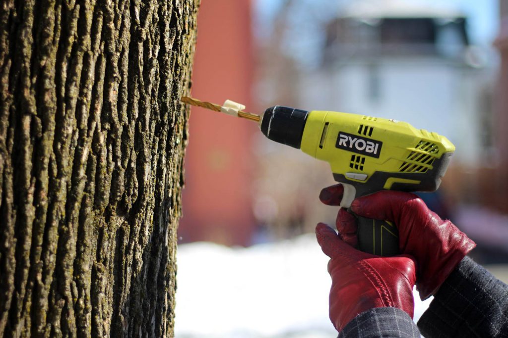 Drilling hole for spile for maple syrup making