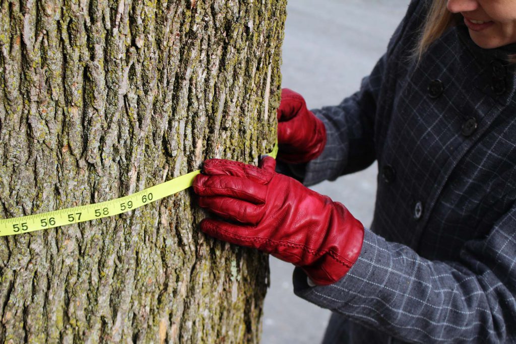 Measuring Norway maple for backyard maple syrup tapping