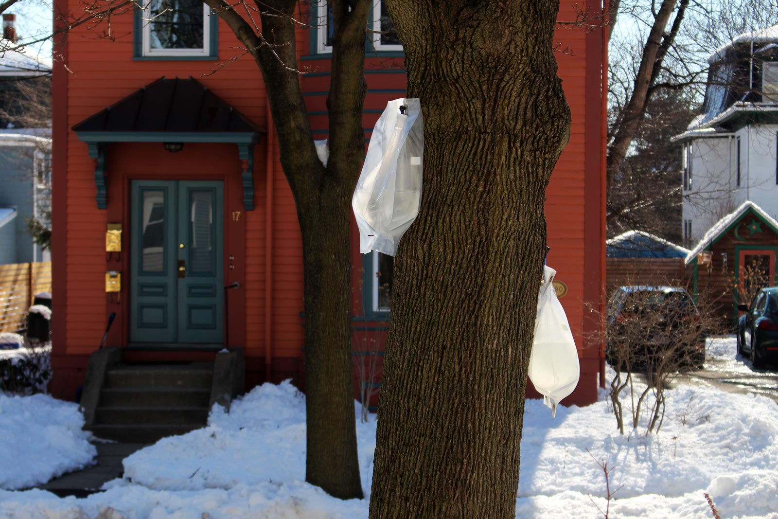 Why And How You Should Tap That Maple Tree In Your Yard This Inspired   Sap Collection Bags On Norway Maple Tree 