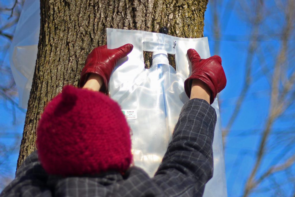 Placing collection bag for collecting maple sap for small batch maple syrup making