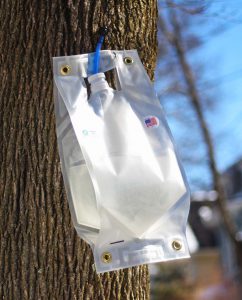 Smart Bottle sap collection for small batch maple syrup making