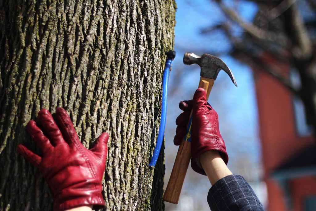 Tapping spile para fazer xarope de bordo de quintal