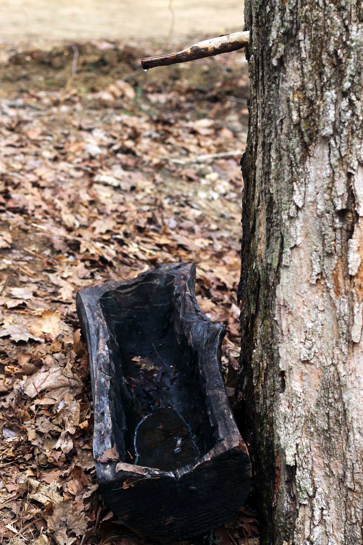 Maple Sugaring — A Truly American Tradition This Inspired Life