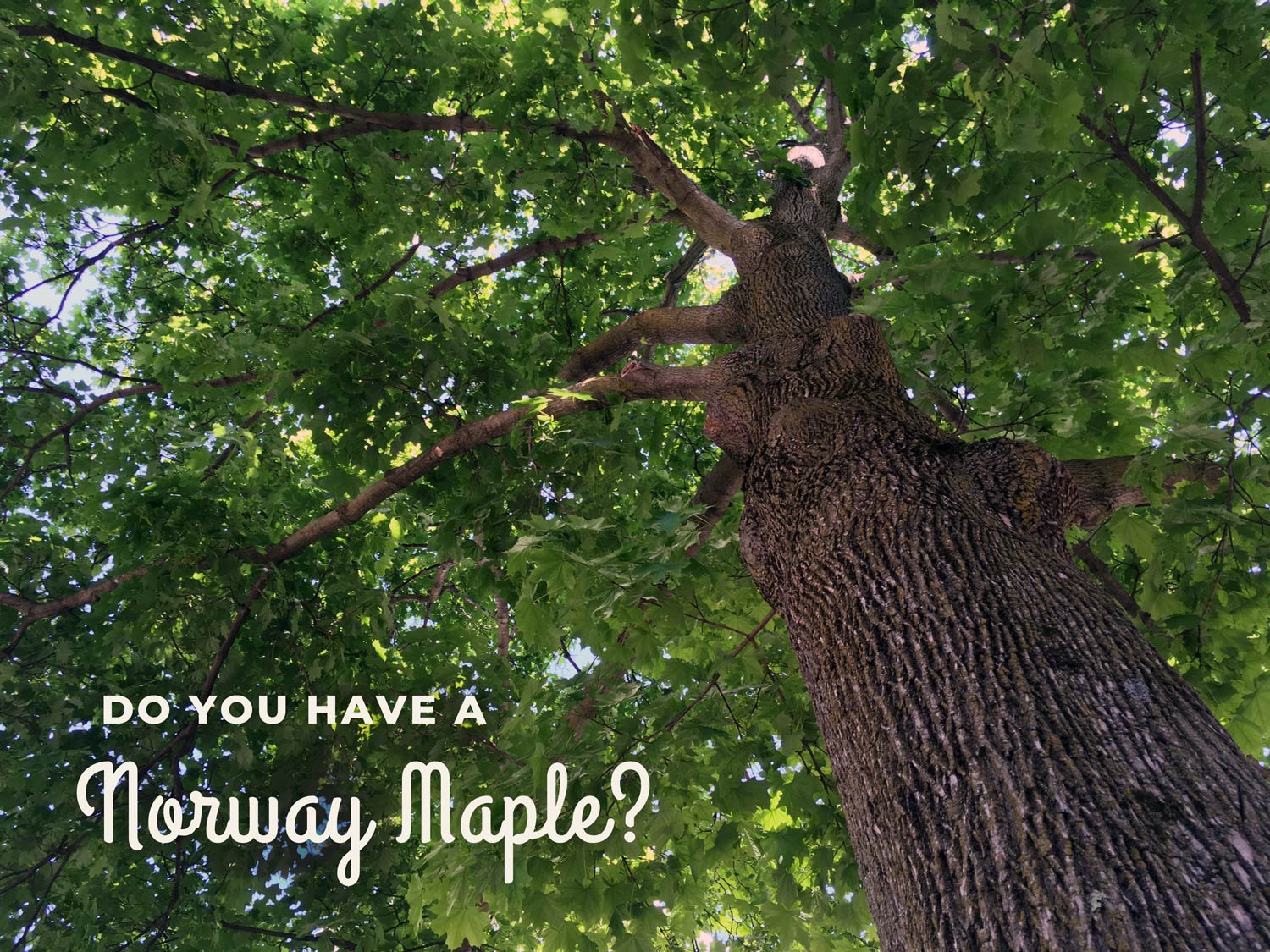Yes, You CAN Tap a Norway Maple for Maple Syrup