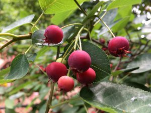 Urban Foraging: Have you Discovered Juneberries Yet?