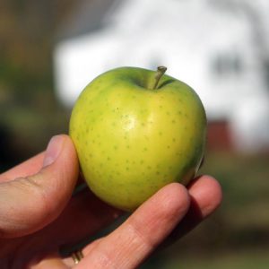 Heirloom apple - Ananas Reinette