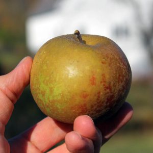 Heirloom apple - Ashmead's Kernal