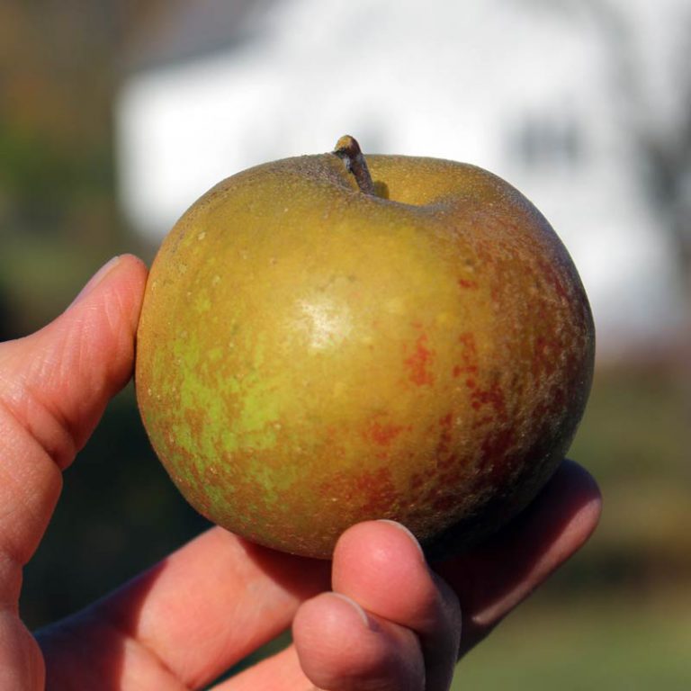 Finding the Best Heirloom Apples for the Small Home Orchard This Inspired Life