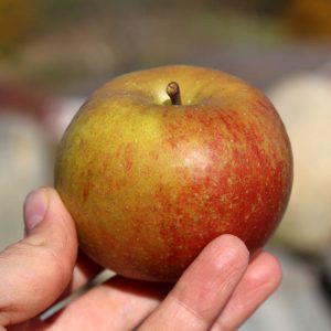 Heirloom apple - Belle de Boskoop