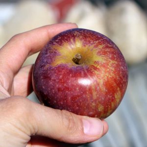 Heirloom apple - Blue Pearmain