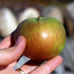 Heirloom apple - Bramley's Seedling