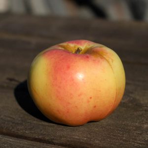 Heirloom apple - Calville Blanc d'Hiver