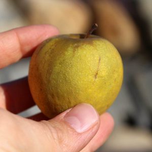 Heirloom apple - Claygate Pearmain