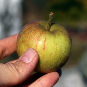 Heirloom apple - Cox's Orange Pippin
