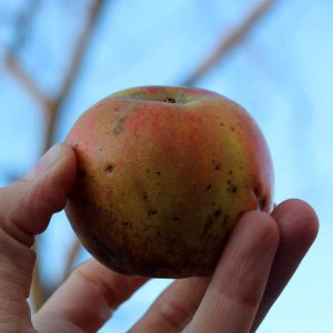 Heirloom apple - D'Arcy Spice