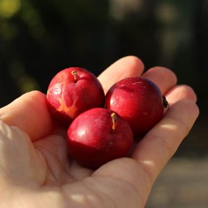 Heirloom apple - Dolgo Crab