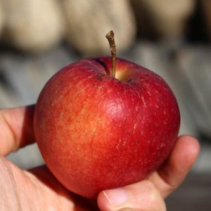 Heirloom apple - Esopus Spitzenburg