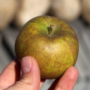 Heirloom apple - Golden Russet