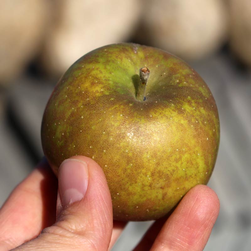 Finding the Best Heirloom Apples for the Small Home Orchard This