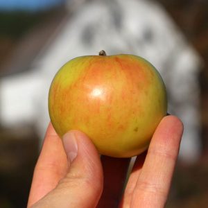 Heirloom apple - Gravenstein
