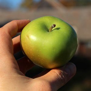 Heirloom apple - Greening Rhode Island