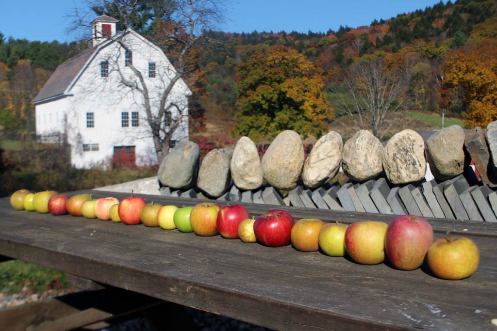 Finding the Best Heirloom Apples for the Small Home Orchard This