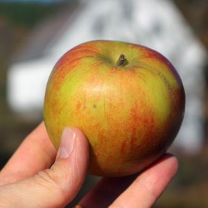 Heirloom apple - Holstein