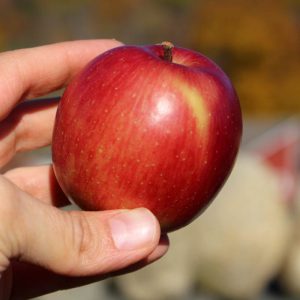 Heirloom apple - Hubbardston Nonesuch