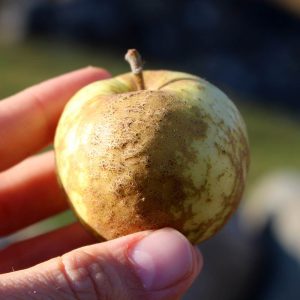 Heirloom apple - Knobbed Russet