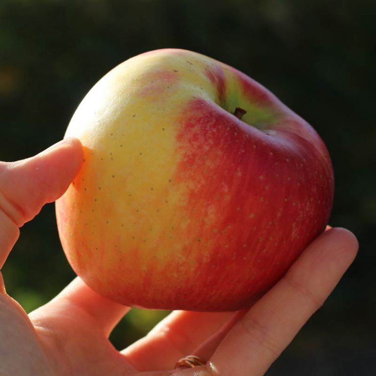 Finding the Best Heirloom Apples for the Small Home Orchard This