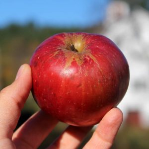 Heirloom apple - Northern Spy