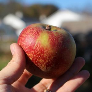 Heirloom Apple - Reine des Reinette