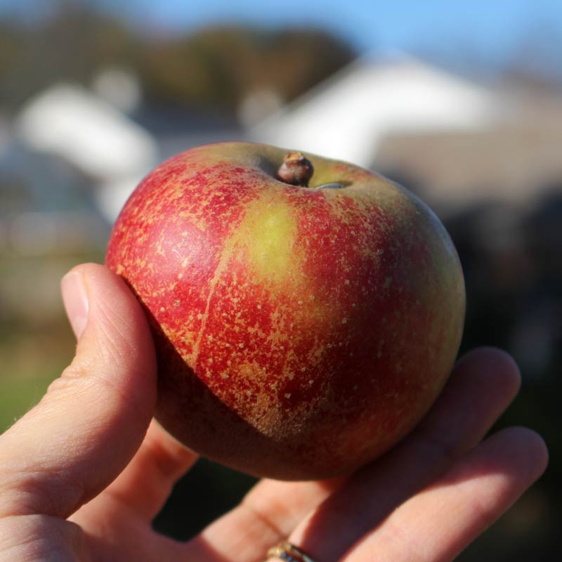 Finding the Best Heirloom Apples for the Small Home Orchard This