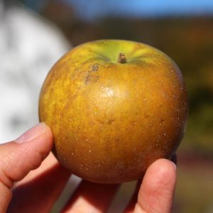 Heirloom Apple - Roxbury Russet