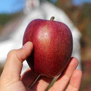 Heirloom apple - Sheep's Nose