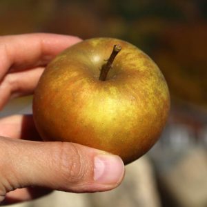 Heirloom apple - Zabergau Reinette